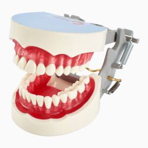 Dental hygiene Dentoform