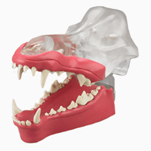 Veterinary Dental Models